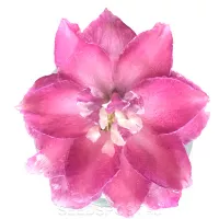 Купить Дельфиниум Новозеландский Пинк Панч