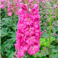 Купить Дельфиниум Новозеландский Пинк Панч