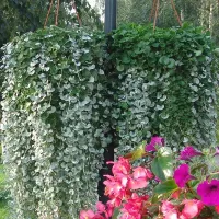 Купить Дихондра Дихондра Серебристый водопад