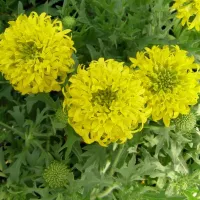 Купить Гайлардия красивая Лоллипап золотая