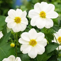 Купить Георгина Мигнон белая