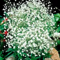 Купить семена Гипсофила метельчатая Ажурное серебро белая многолетняя