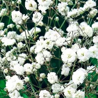 Купить семена Гипсофила метельчатая Ажурное серебро белая многолетняя