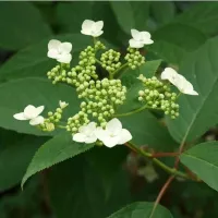 Купить Гортензия почвопокровная Бретшнейдера