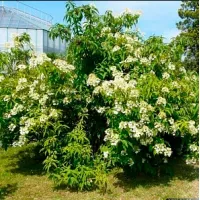 Купить Гортензия почвопокровная Бретшнейдера