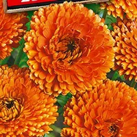 Купить Календула красно-оранжевая махровая Солнце Египта