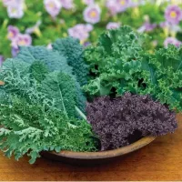 Купить Капуста листовая Кале смесь