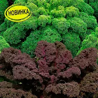 Капуста Листовая Кале Купить Семена
