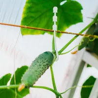 Купить для огурцов J-hook белый