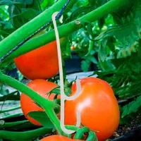 Купить Кистедержатель для томатов белый