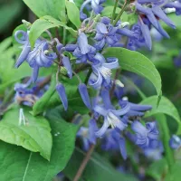 Купить Клематис борщевиколистный Синеглазка