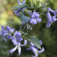 Купить Клематис борщевиколистный Синеглазка