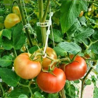 Купить Клипса белая для крепления томатов, огурцов, перцев к опоре