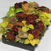 Купить Колеус Блюме Забава смесь