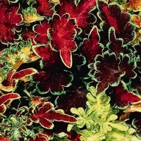 Купить Колеус Блюме радуга