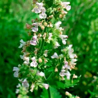 Купить Котовник Лимонный бархат