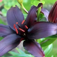 Купить Лилия черная Ландини