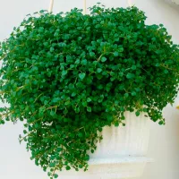 Купить Микро Мята Миниминт