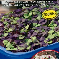 Купить семена Микрозелень Фиолетовый лимон