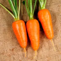 Купить Морковь Курода Шантанэ в пакетах