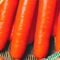 Купить семена Морковь Мармелад красный