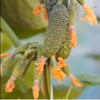 Купить Огурец Лихач