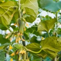 Купить Огурец Лихач