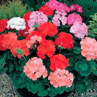 Купить Пеларгония Нано смесь