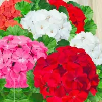 Купить Пеларгония Нано смесь