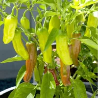 Купить Перец Пепперончини коллекционный