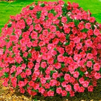 Купить Петуния Джоконда Сатурн розовая F1