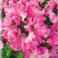 Купить семена Петуния крупноцветковая Супербиссима Розовое Жабо