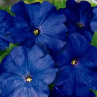 Купить семена Петуния Лимбо F1 синяя крупноцветковая