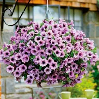 Купить  Петуния Волна сливовая