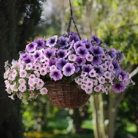 Koupit semena Petunia Wave švestka