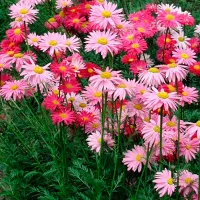 Купить Пиретрум Гиганты Робинсона