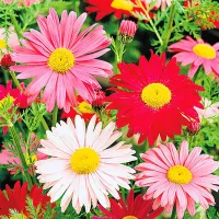 Купить Пиретрум Гиганты Робинсона