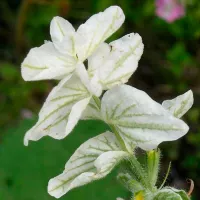 Купить Сальвия Белый монарх