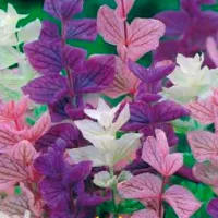 Купить Сальвия Мраморные ворота хорминумовая