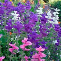 Купить Сальвия Мраморные ворота хорминумовая