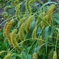 Купить щетинник Лисий хвост