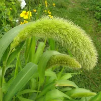 Купить щетинник Лисий хвост