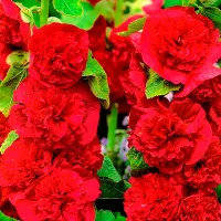 Купить семена Шток-роза Мажоретта красная