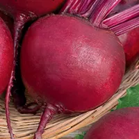 Купить Свекла Бордо