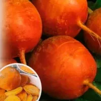 Купить Свекла Золотой шар