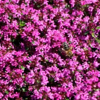 Купить Тимьян Пурпурный ковер