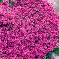 Купить Тимьян Пурпурный ковер