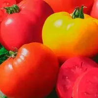 Купить семена томат Бычье Сердце смесь
