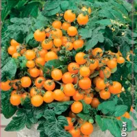 Купить семена Томат Жемчужина оранжевая F1