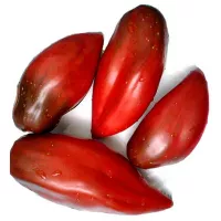 Купить семена Томат Кубинский перцевидный (Кубинский черный, Коричневый Кубинский перец)